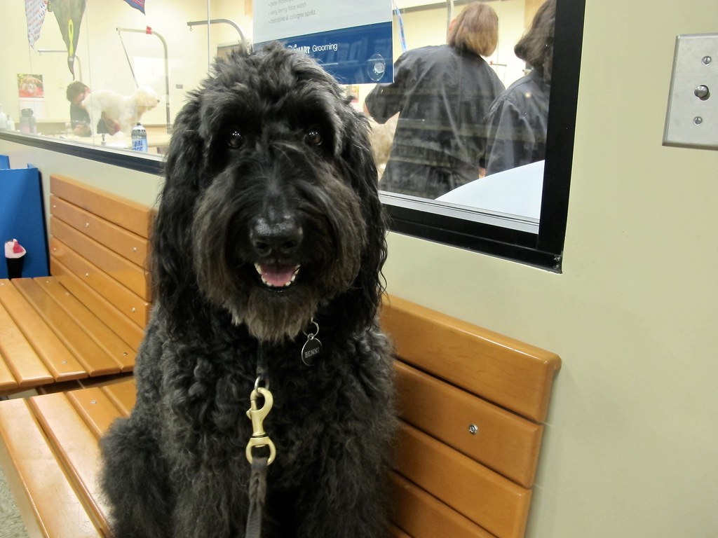 Dog Walker & Pet Sitter